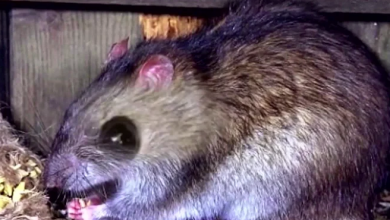 En Sabías Que conozcamos cómo podemos prevenir una infestación de roedores en casa