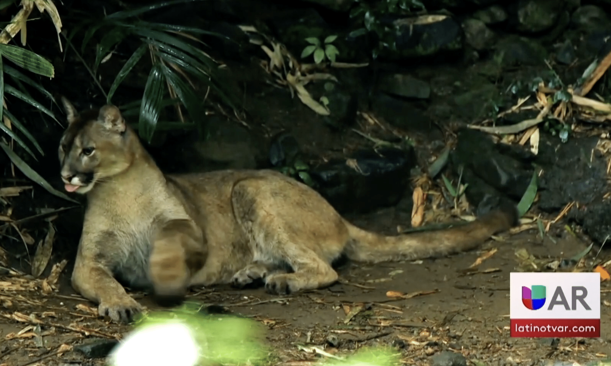 El cuerpo de un puma fue encontrado en el bosque - Univision Arkansas